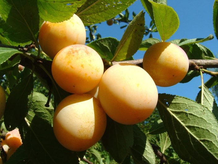 Kriecherl_Mirabellen gelbe Kriecherlfrüchte am Baum
