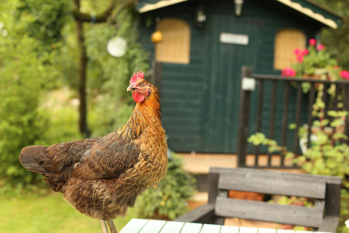 Huehnerstall braunes Huhn vor Gartenhuette
